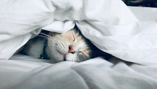 How To Fall Asleep Faster With Sleep Hygiene, Journaling, And Audio Sleep Rituals?